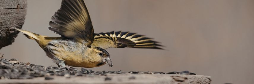 graines preferees par espece d oiseaux