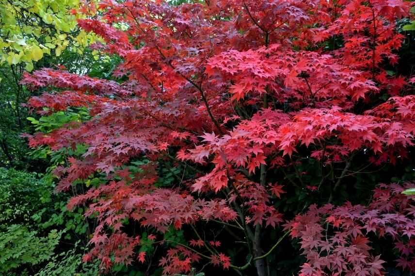 erable rouge pour soleil