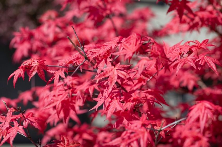 erable japon pour le soleil