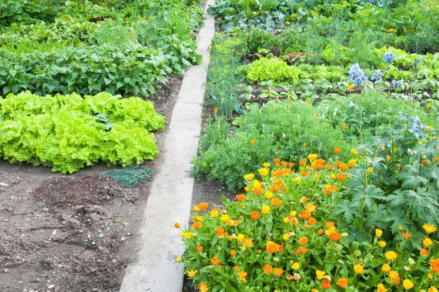 Pourquoi intégrer des soucis ou Calendula dans un potager