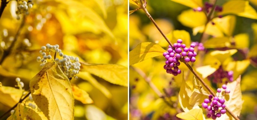 feuillages automnaux callicarpa