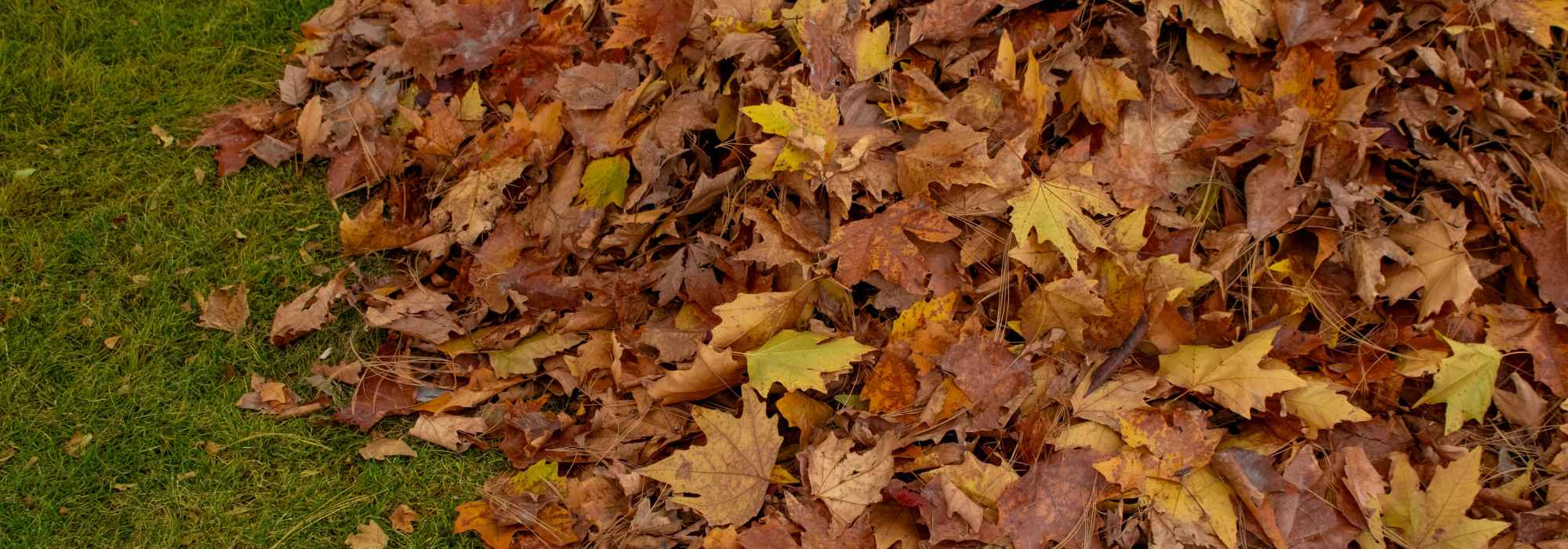 Feuilles mortes malades ou tachées : lesquelles garder ? Lesquelles supprimer ?