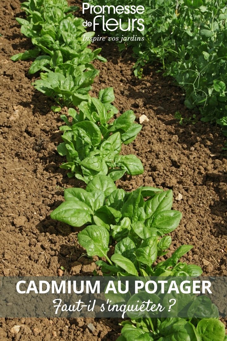 photo d'un potager