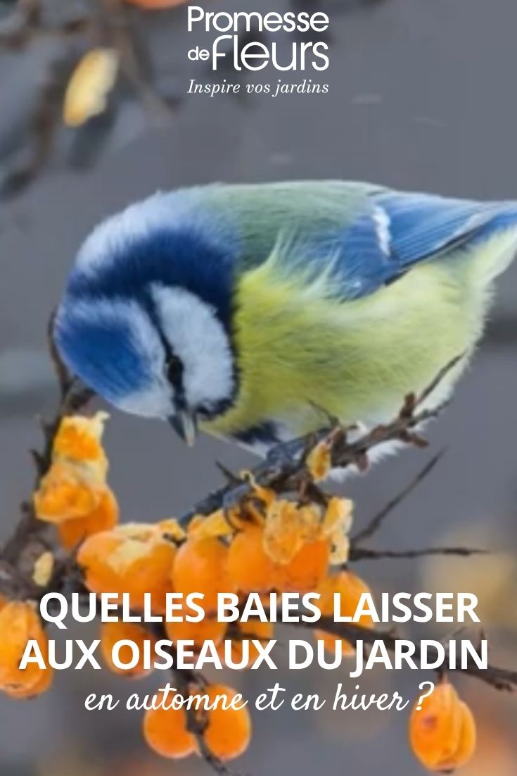 baies oiseaux