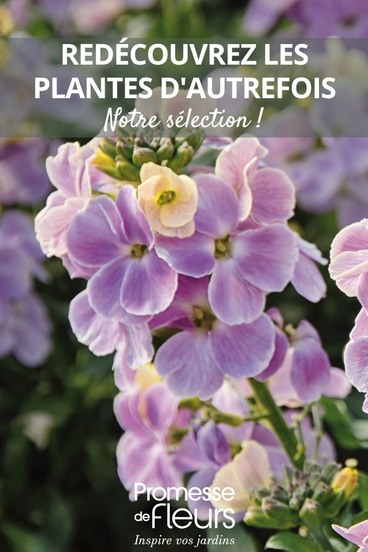 fleurs d'Erysimum