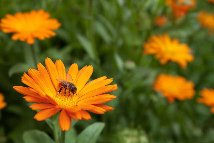 Soucis, Calendula, pollinisation