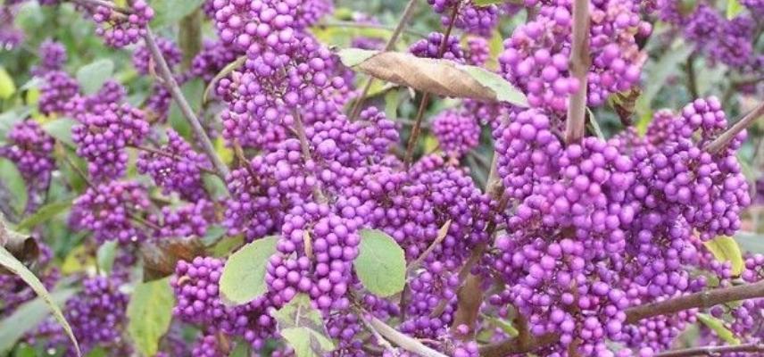 baies colorées Callicarpa bodinieri ‘Profusion’