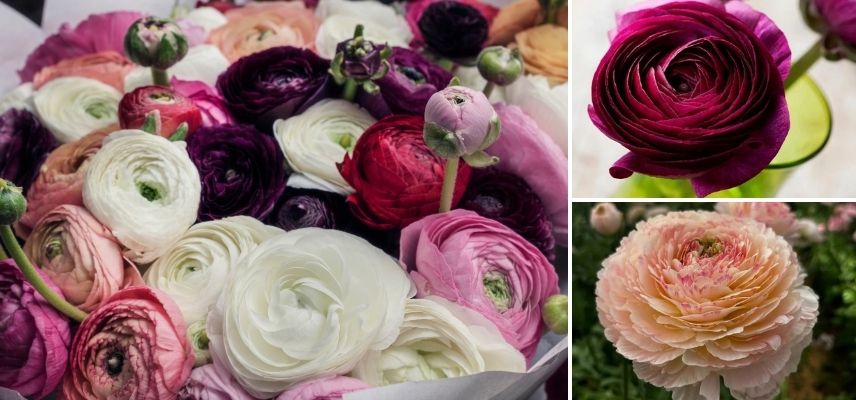 idee bouquet renoncules