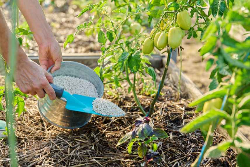 dangers du cadmium au potager