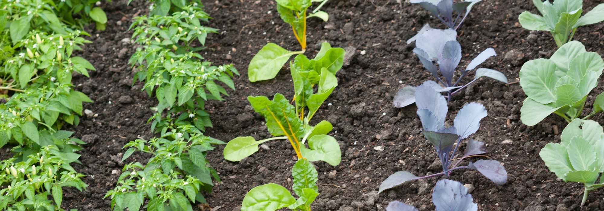 Cadmium au potager : faut-il s'inquiéter ?