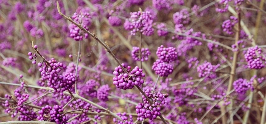 Callicarpa, baies violettes