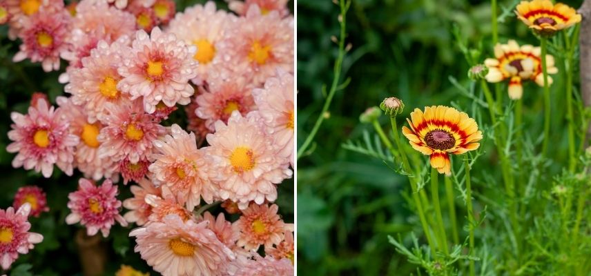 plantes vintage