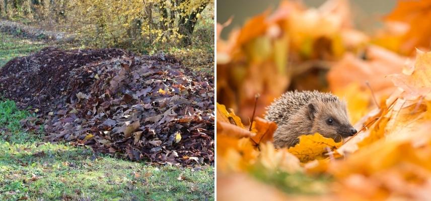 tas de feuilles mortes et hérisson
