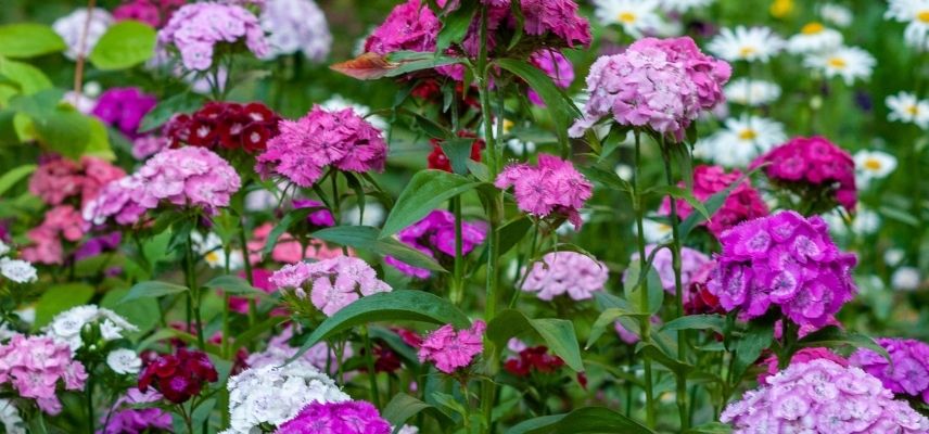 plantes de grand mere
