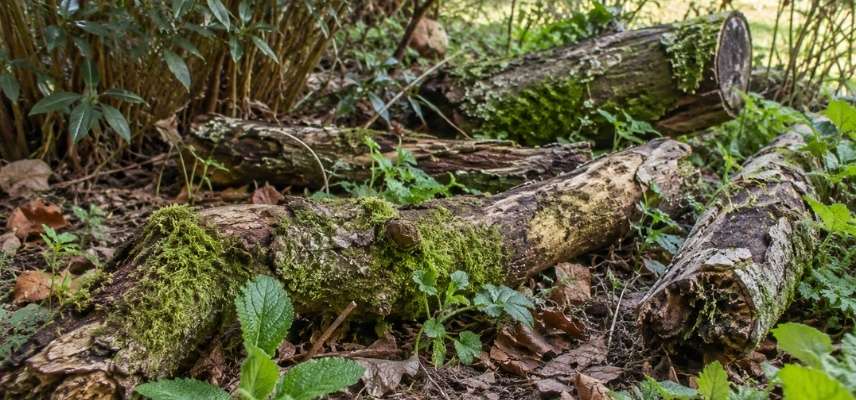 des gros morceaux de branche au sol du jardin se décomposent