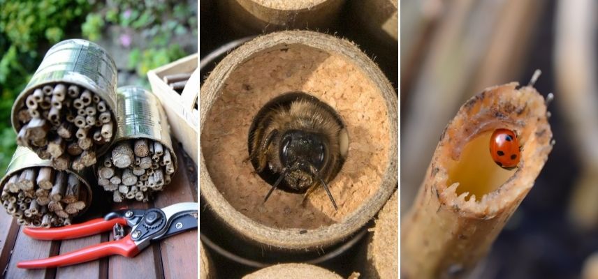 Les tiges sèches et creuses sont des abris pour les abeilles et les coccinelles.