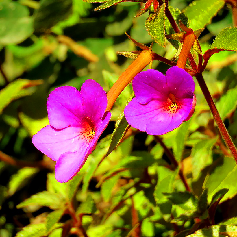 Achimenes - Achimènes