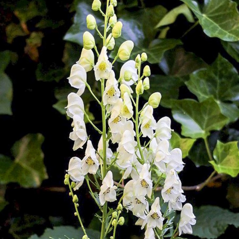 Aconitum - Aconits
