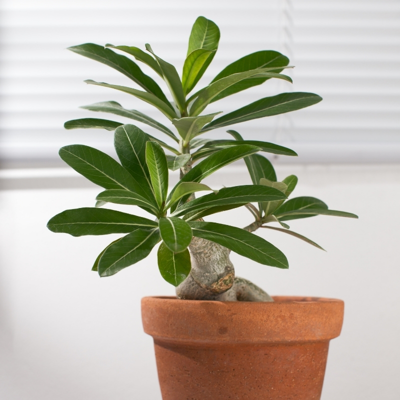 Adenium - Rose du désert