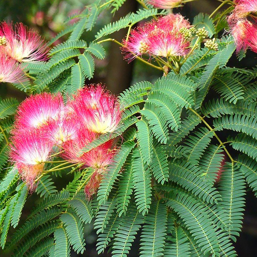 Albizia - Arbres à soie