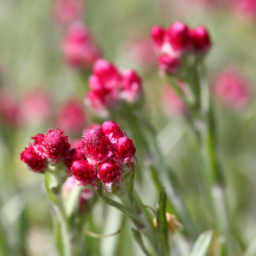 Antennaria - Pattes de chat