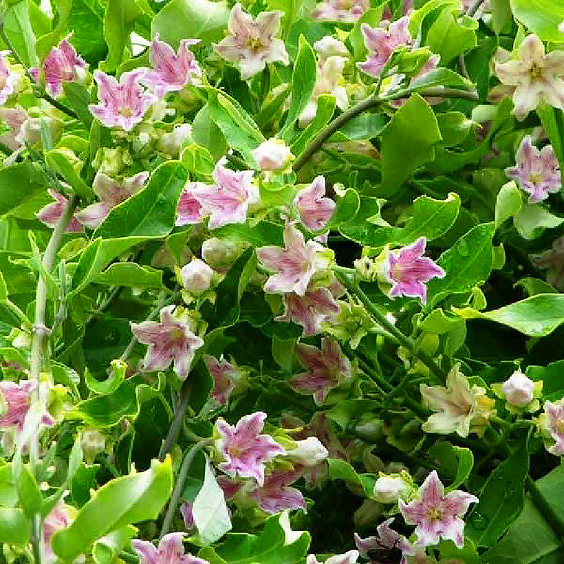 Araujia - Plante cruelle