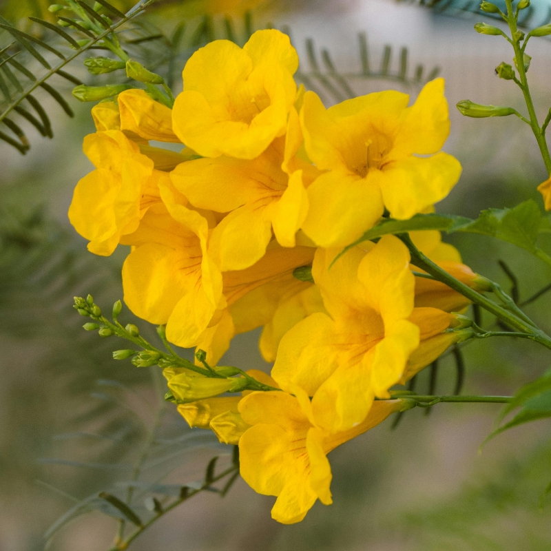 Arbustes exotiques à fleurs jaunes et orange