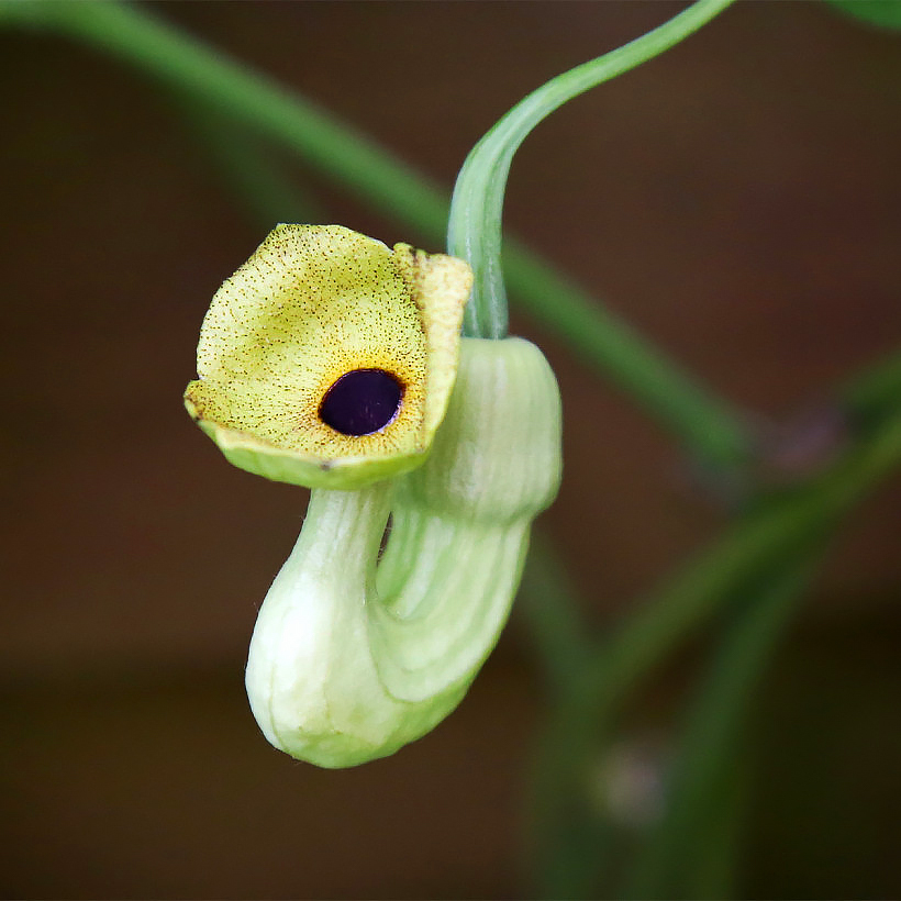 Aristolochia - Aristoloches
