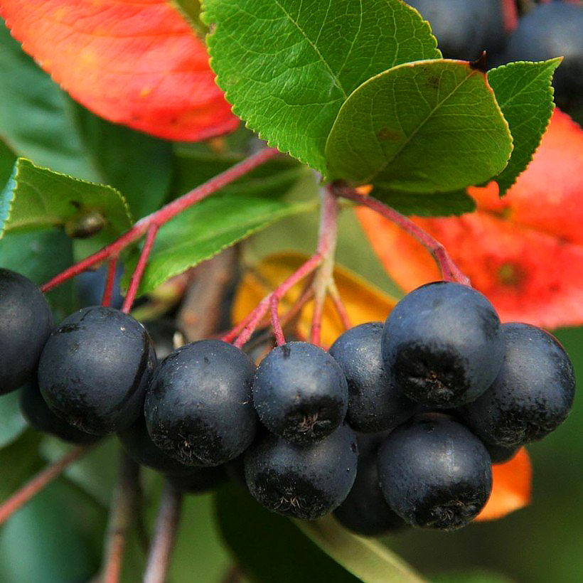 Aronia - Aronies
