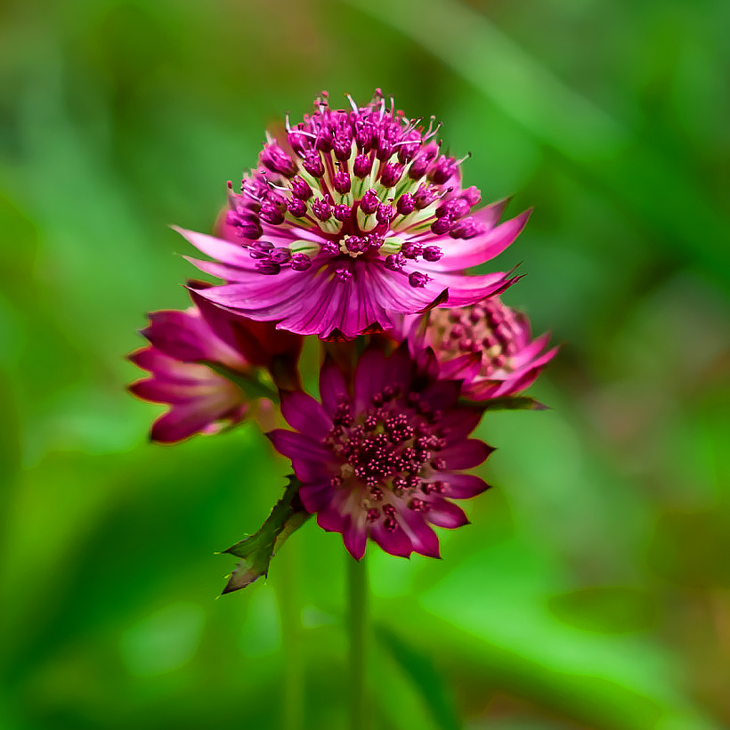 Astrantia - Astrances