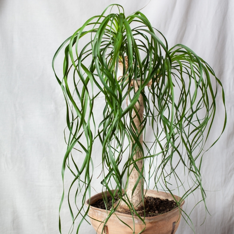 Beaucarnea - Pied d'éléphant