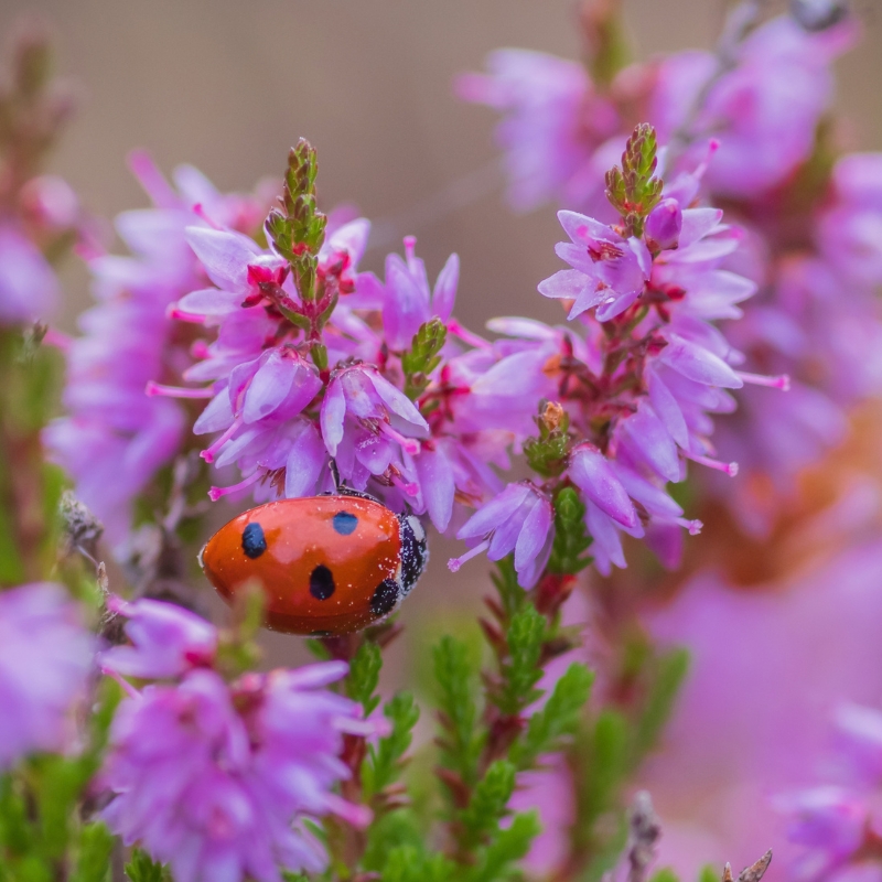Bruyères à fleurs mauves et pourpres