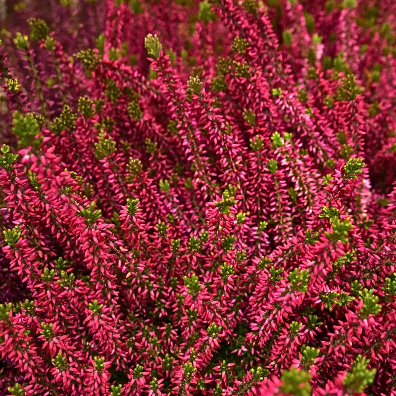 Bruyères à fleurs rouges