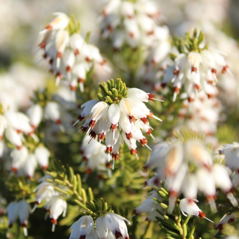 Bruyères à fleurs blanches
