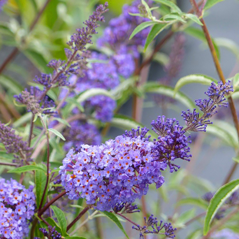 Buddleja - Buddléias, Arbres-à-papillons