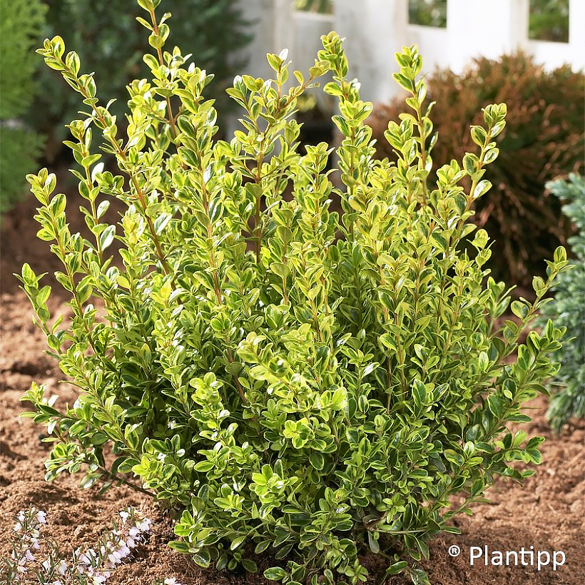 Buxus - Buis