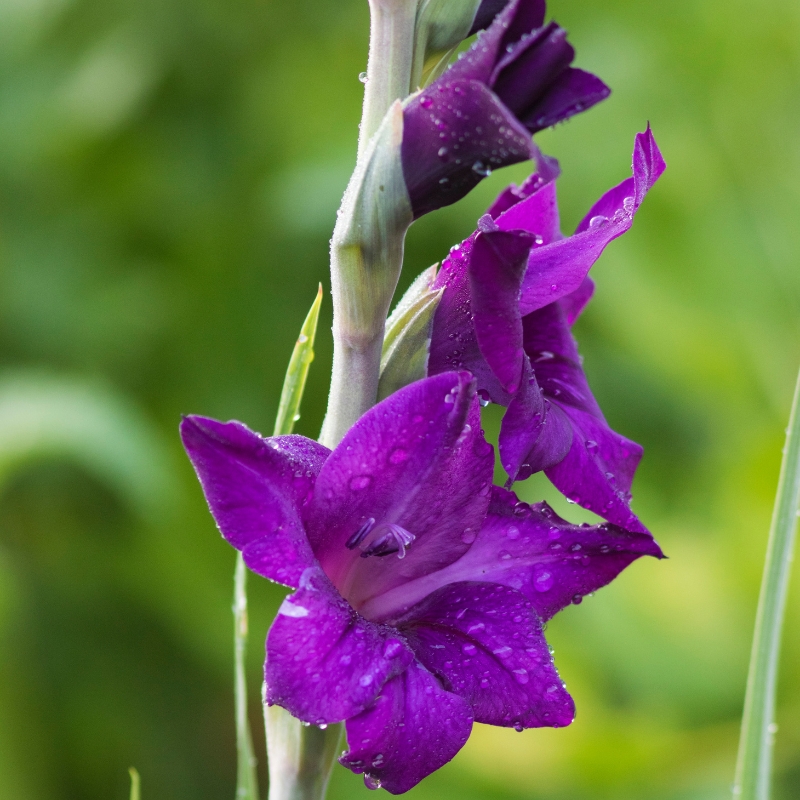 Bulbes d'été à fleurs violettes, mauves, pourpres