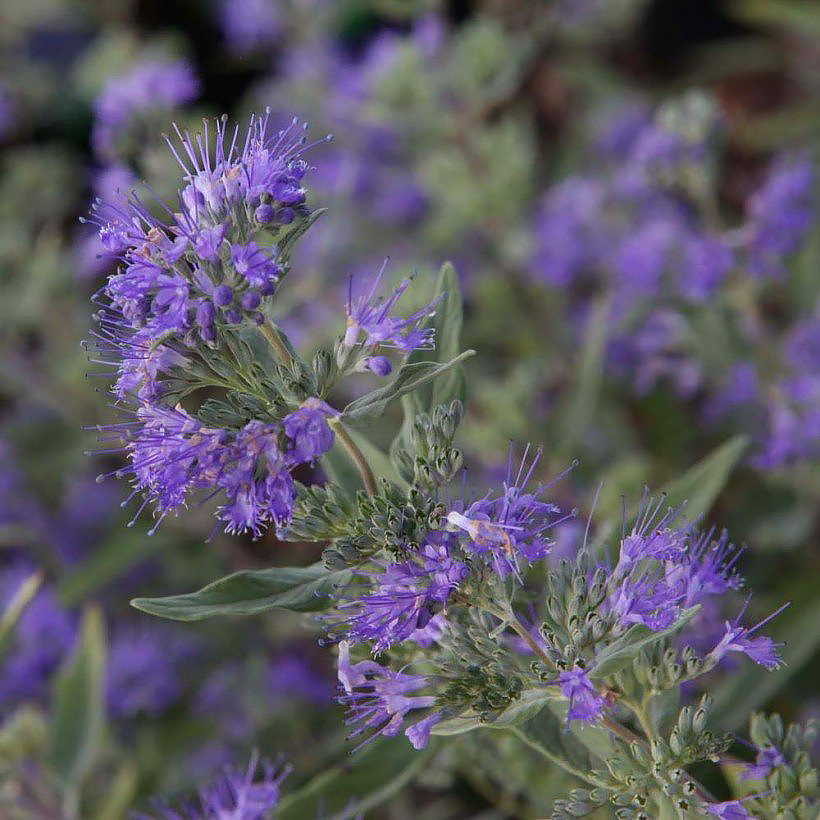 Caryopteris - Barbe-bleue