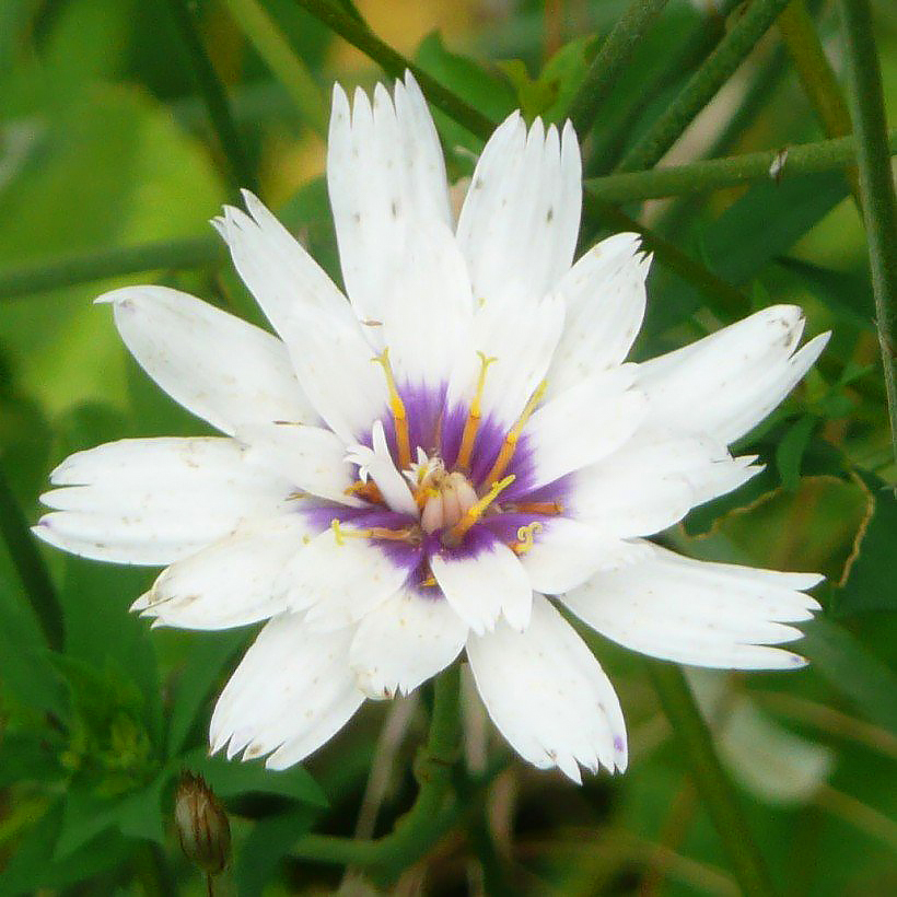 Catananche - Cupidones