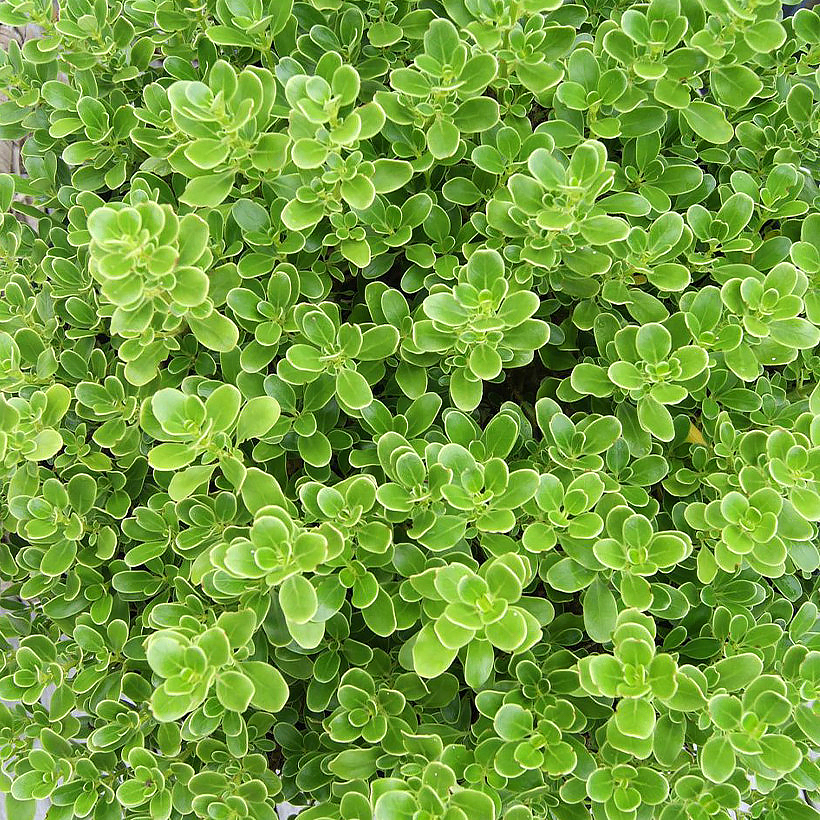 Coprosma - Plantes-miroir