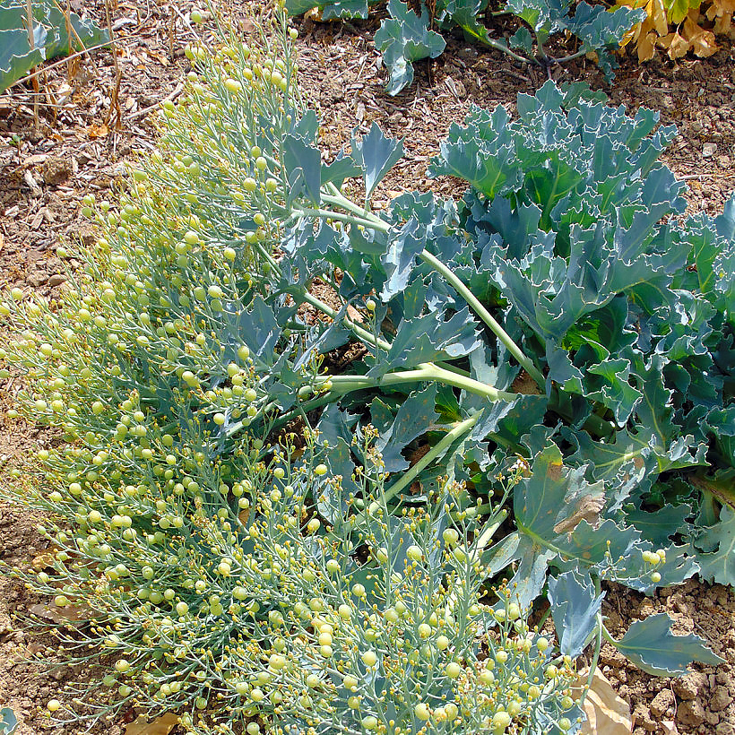 Crambe - Choux marins