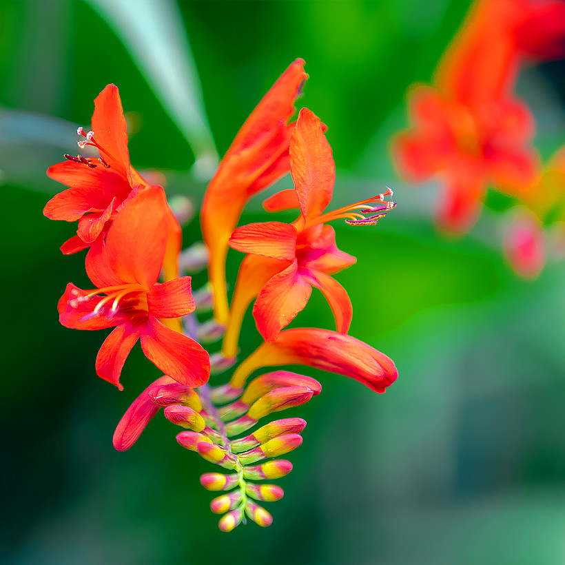 Crocosmia - Montbretias