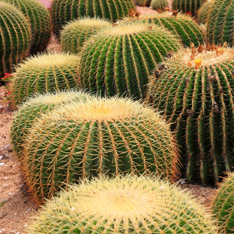 Echinocactus - Coussins de belle-mère