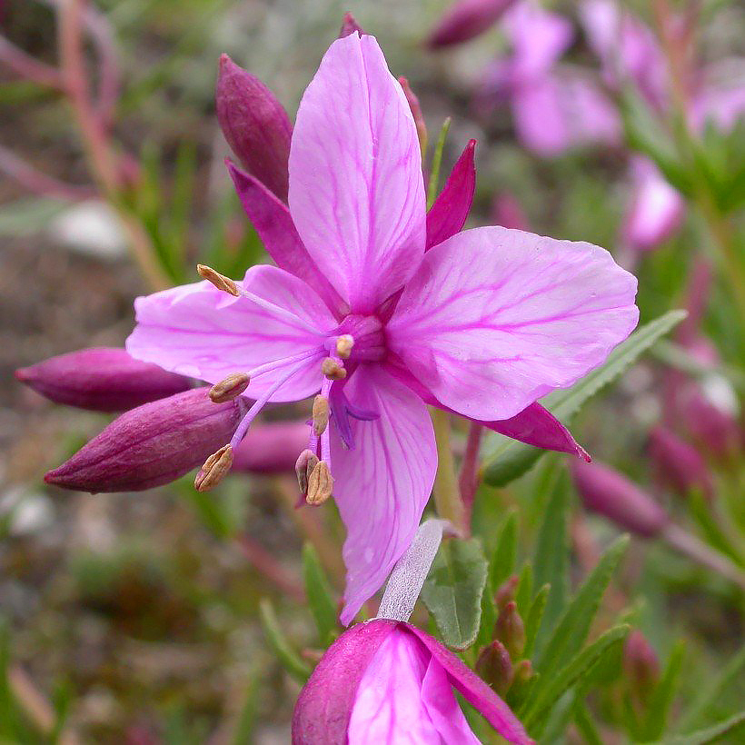 Epilobium - Epilobes