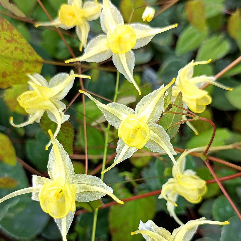 Epimedium - Fleurs des elfes