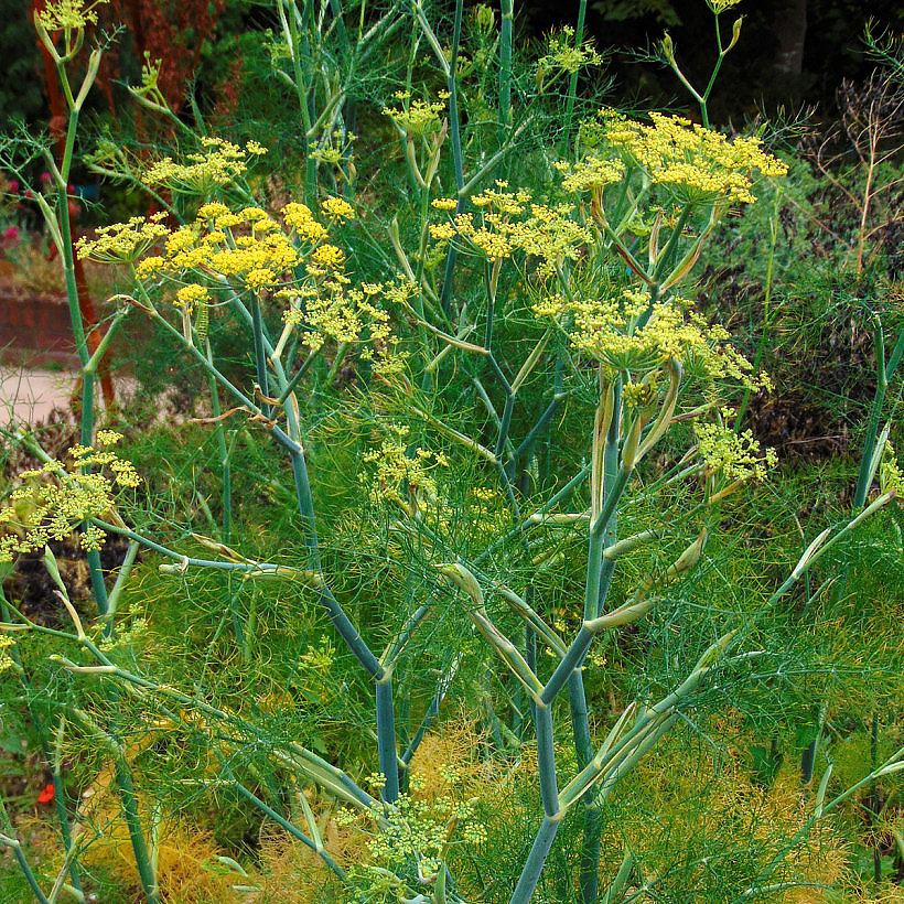 Foeniculum - Fenouil