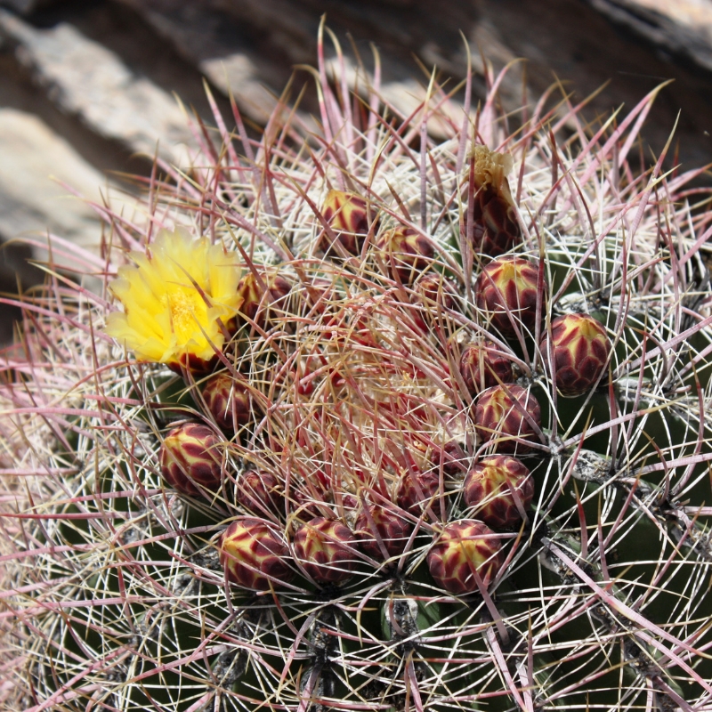 Ferocactus - Cactus tonneau