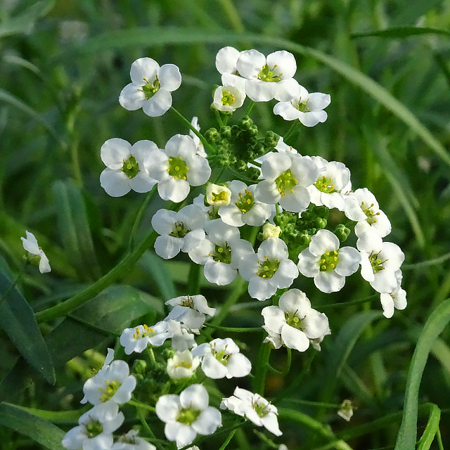 Lobularia - Alysse odorante