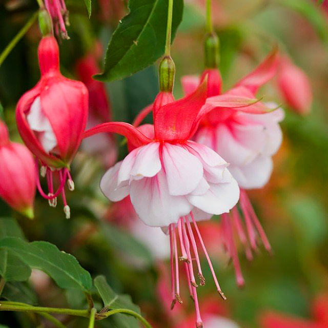 Fuchsias
