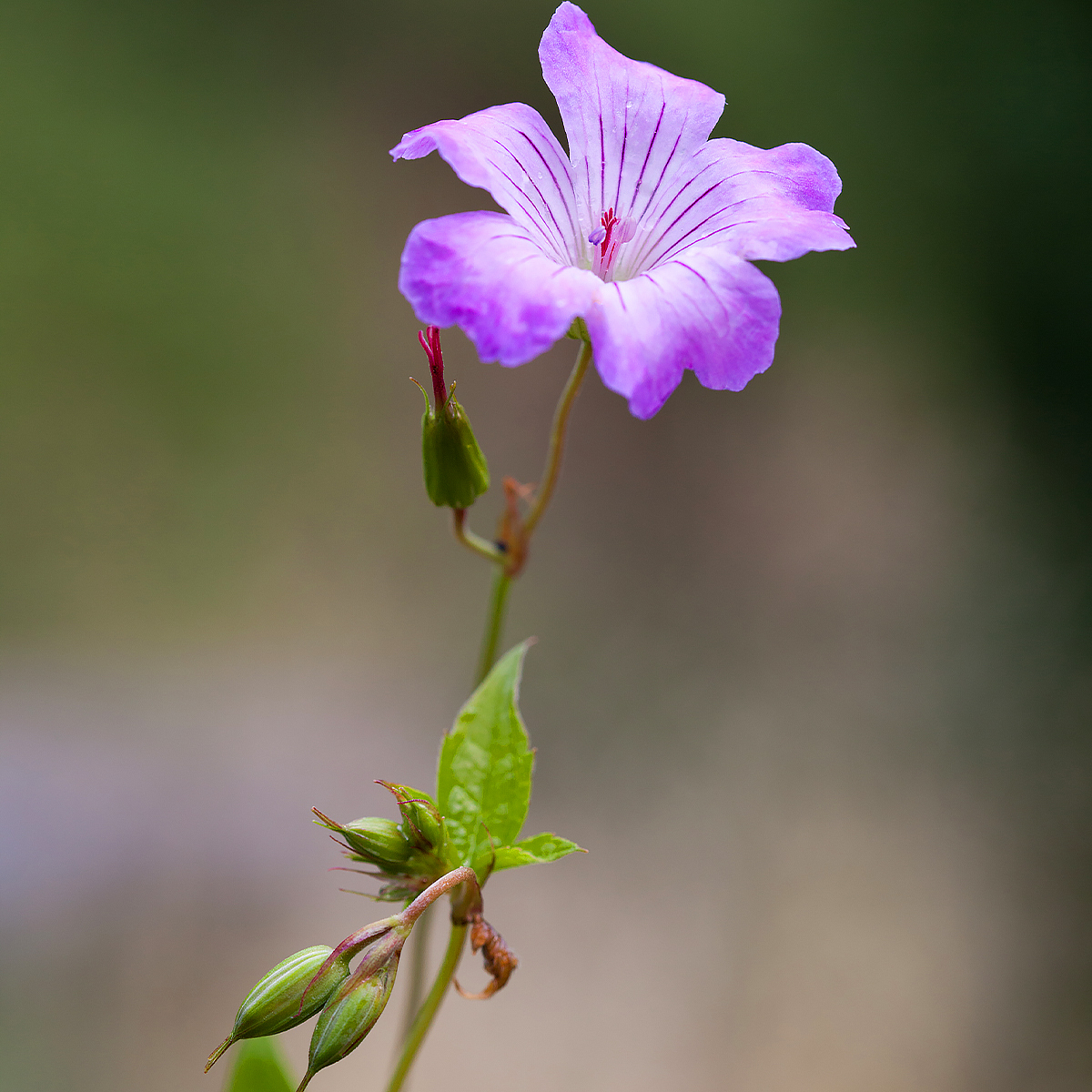 Geranium nodosum - Géraniums noueux